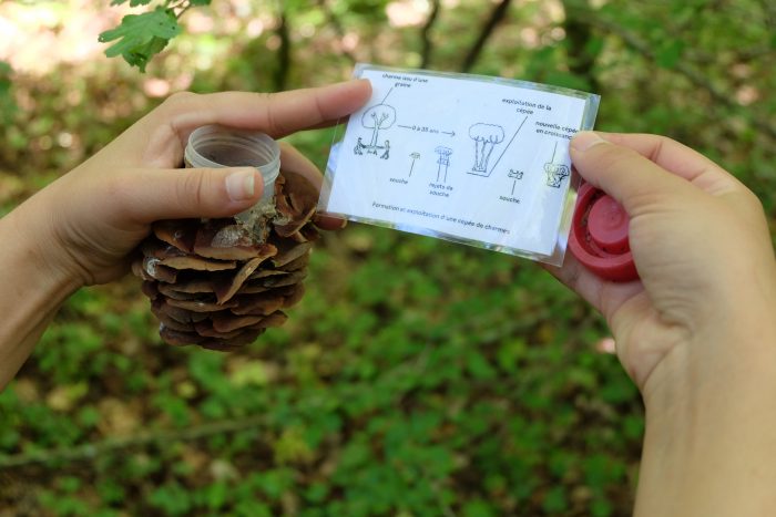 3 Boîtes Xpetling Pour Géocaching - Avec Journal Et Stylo - Spécial Forêt