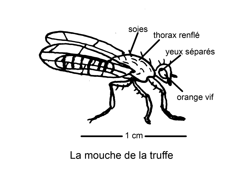 gros_caillou_poste2_la_mouche_de_la_truffe Vent des Forêts
